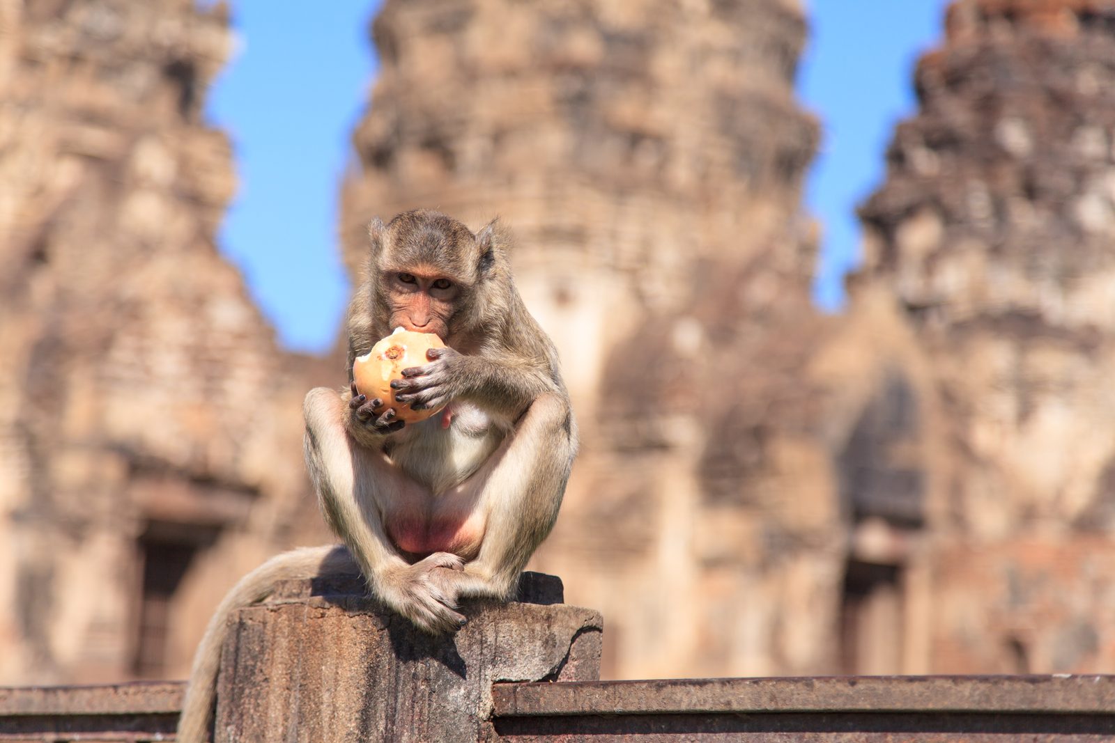 Lop Buri, Thailand — Explera DMC destination