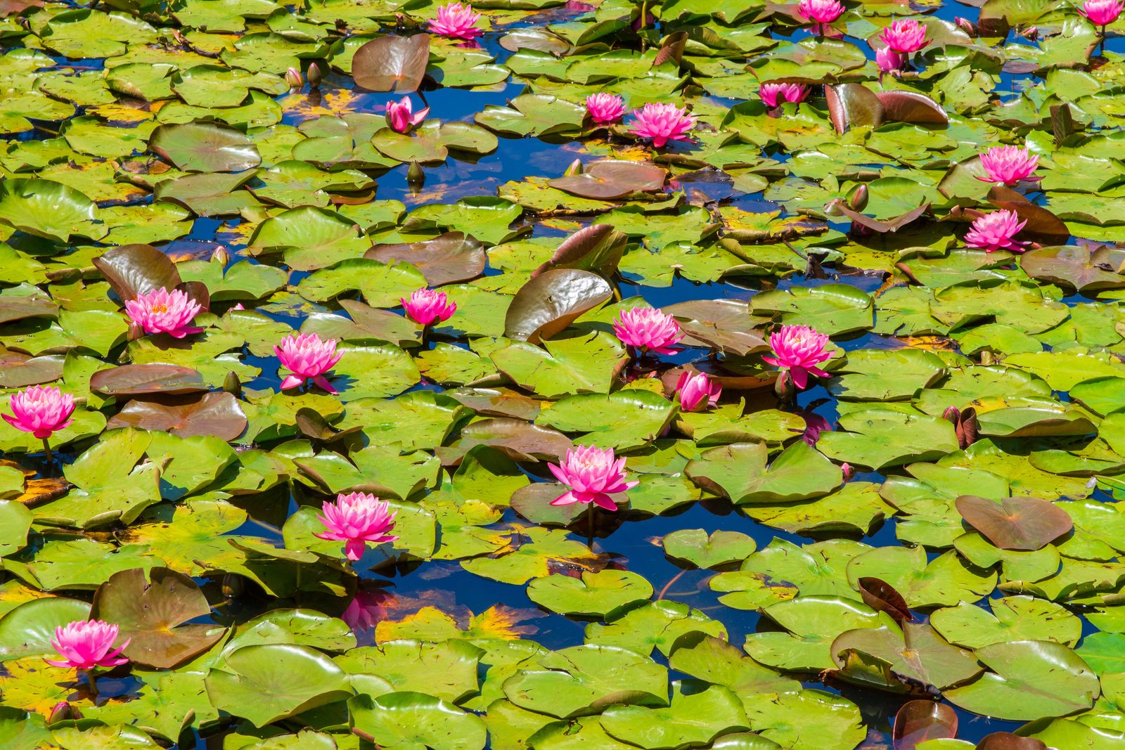 Udon Thani, Thailand — Explera DMC destination